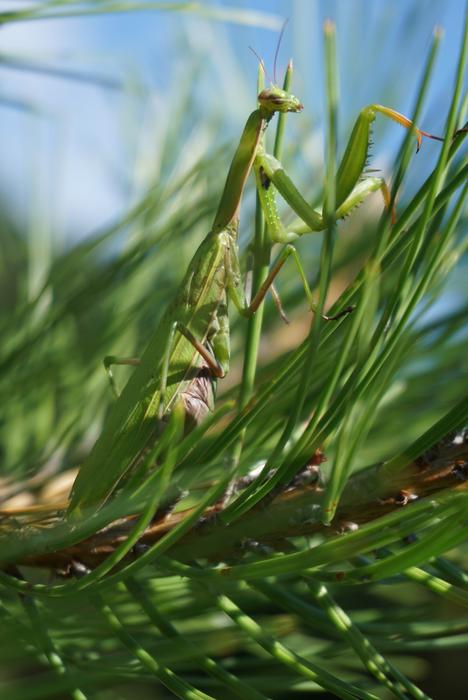perfect Praying Mantis