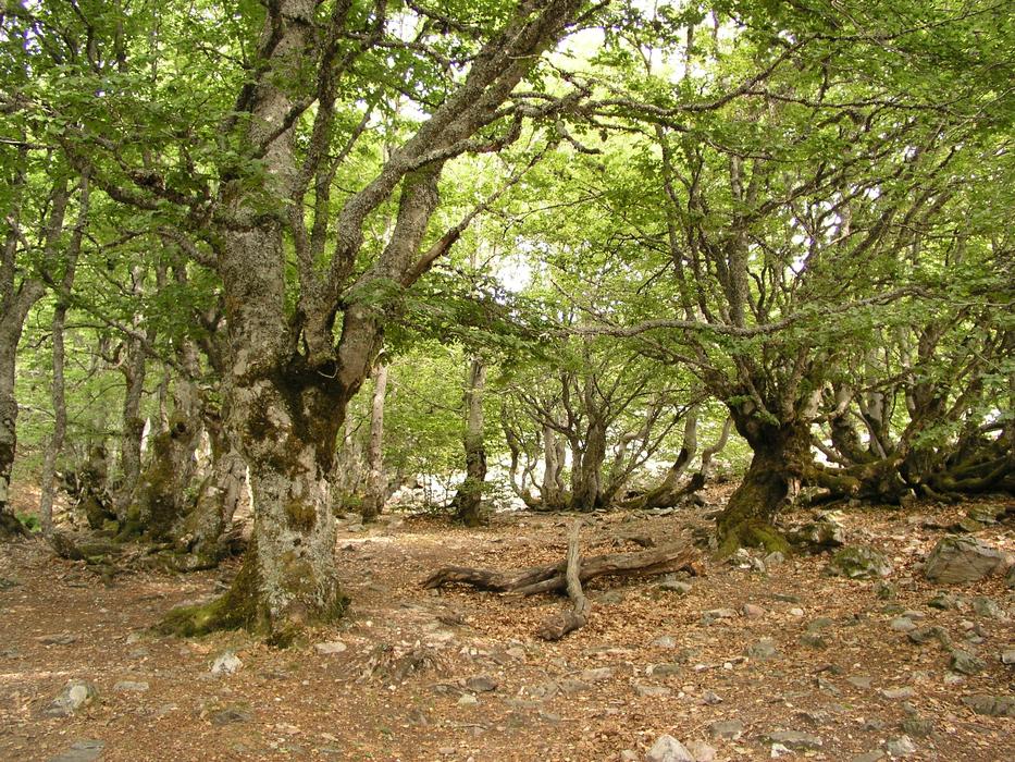 The old forest is beautiful in autumn