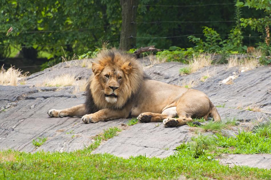 Lion Animals