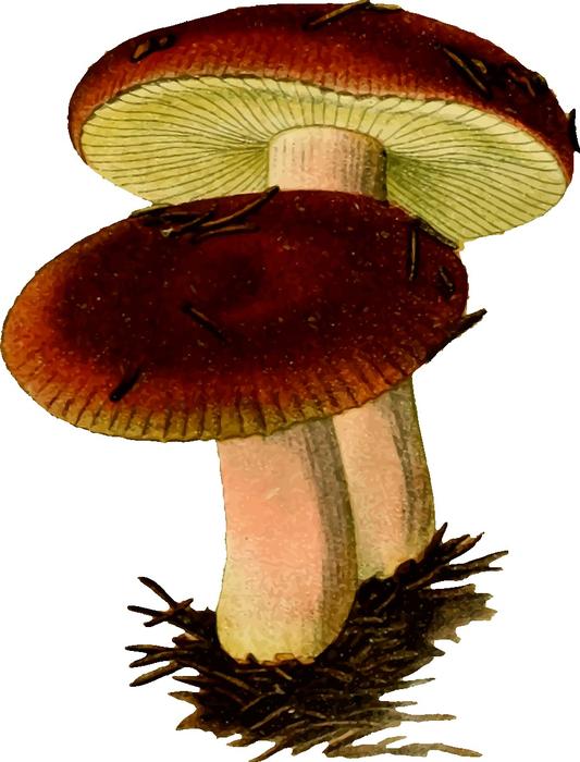fungi fungus mushroom poison