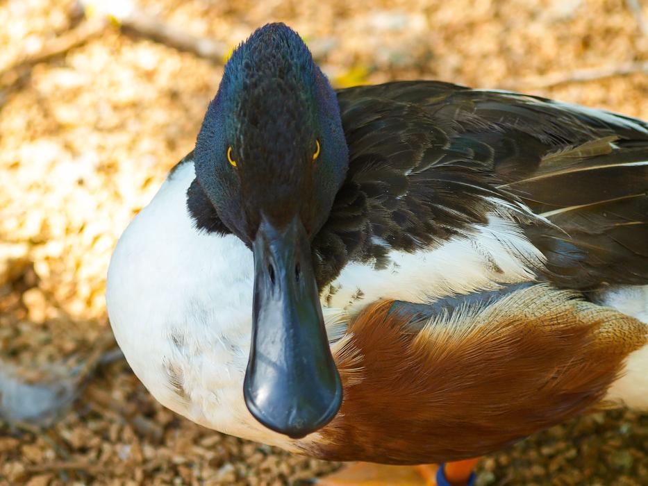 Shoveller Barnacle Wild Ducks