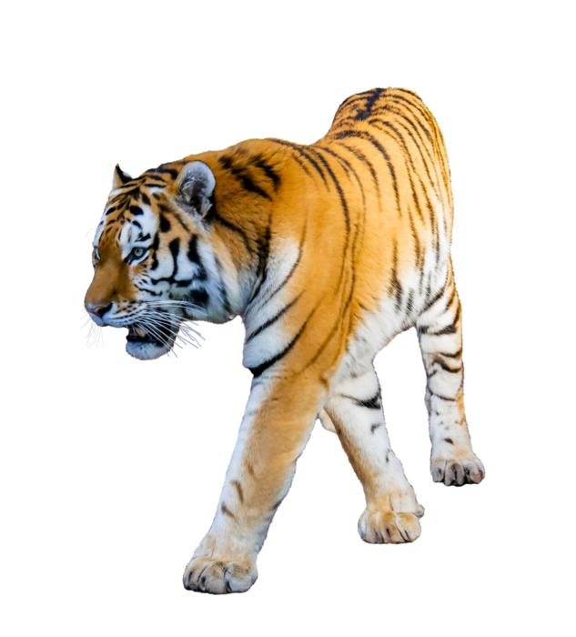 photo of a red tiger on a white background