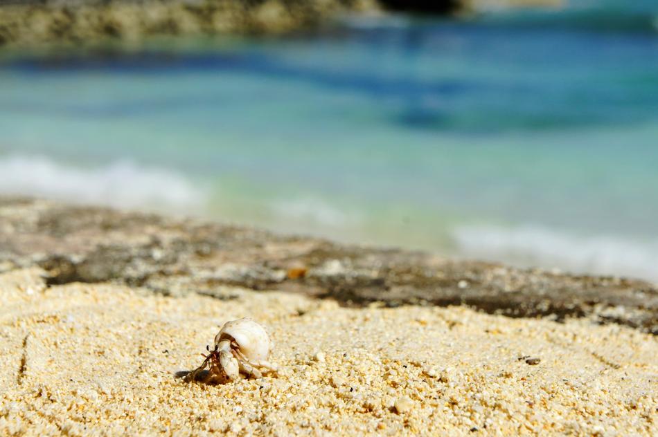 Cancer Shell Beach