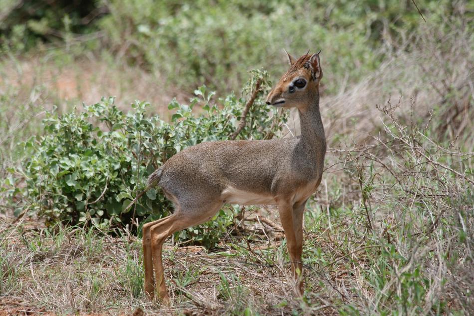 the cute deer in the field