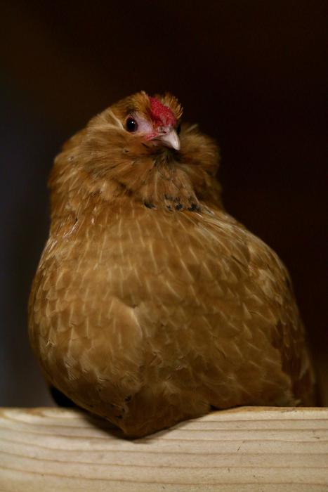 Chicken Bar
