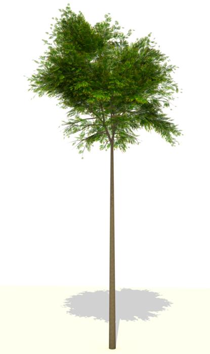 flying 3d png nature