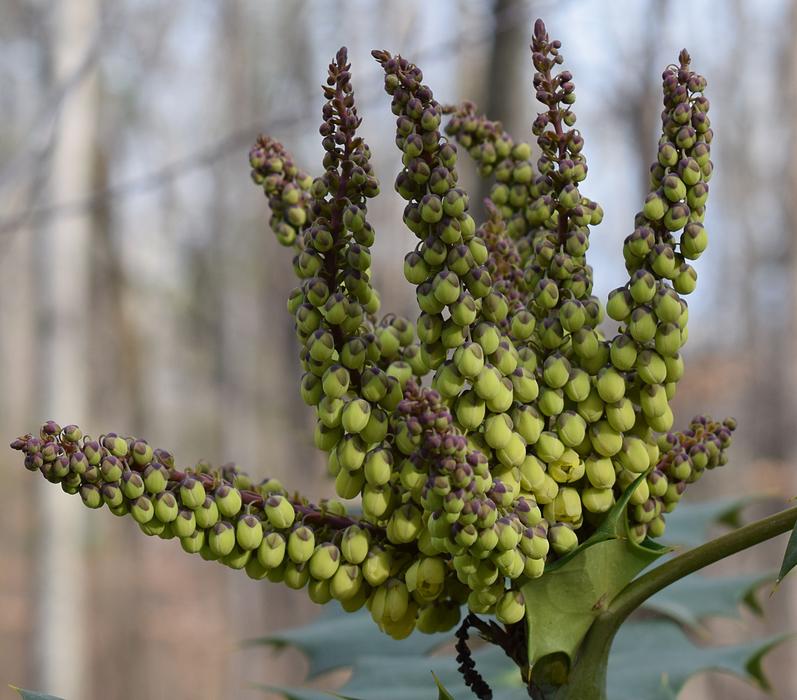 Holly Flower Buds Opening at nature