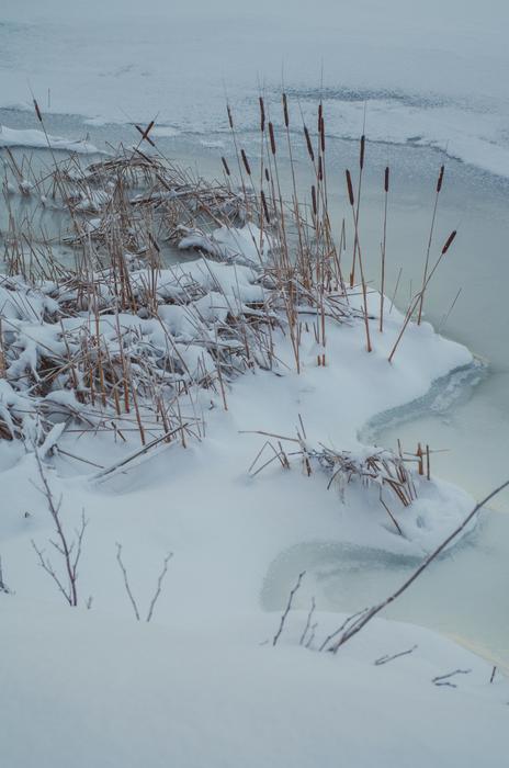winter landscape by the grasses