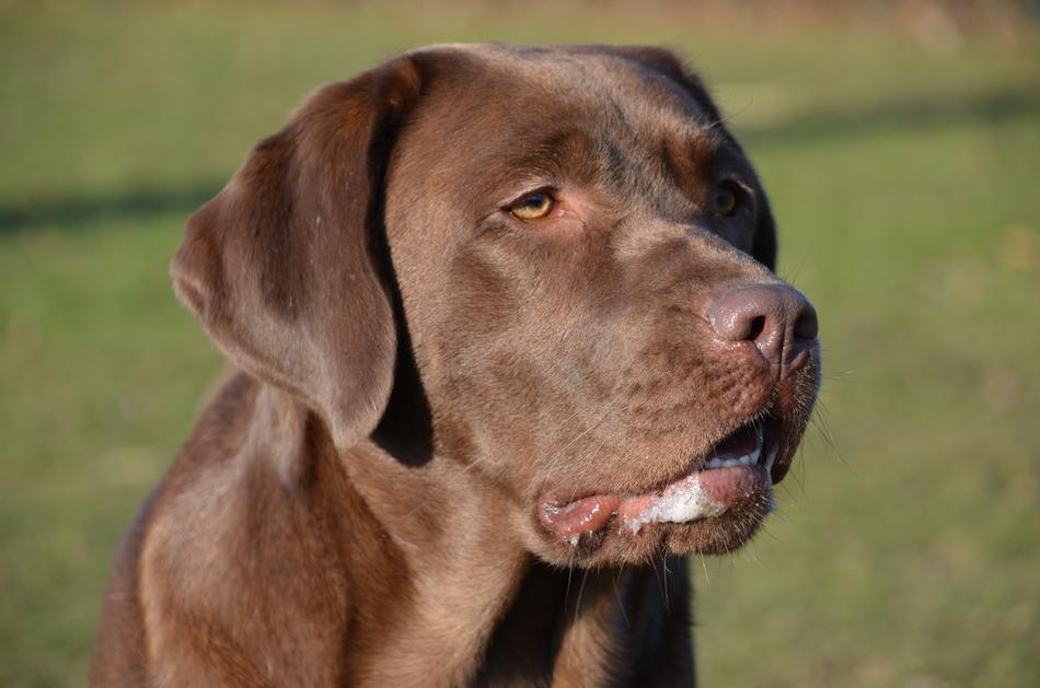 Dog Chocolate