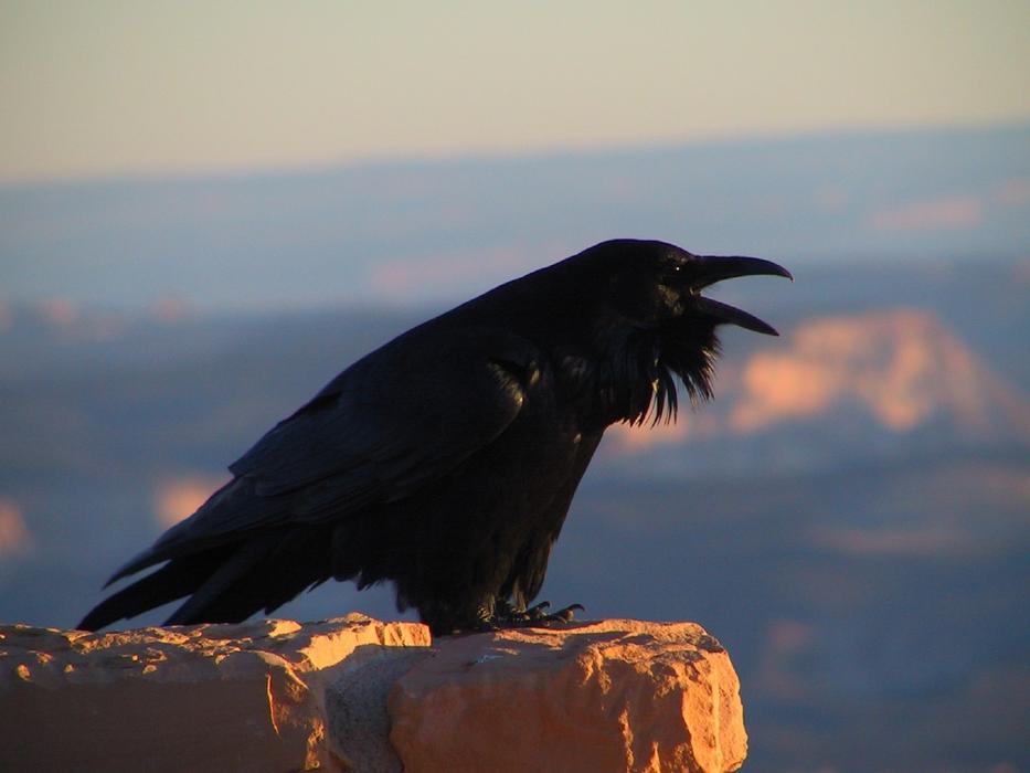 photo of a black crow on a rock
