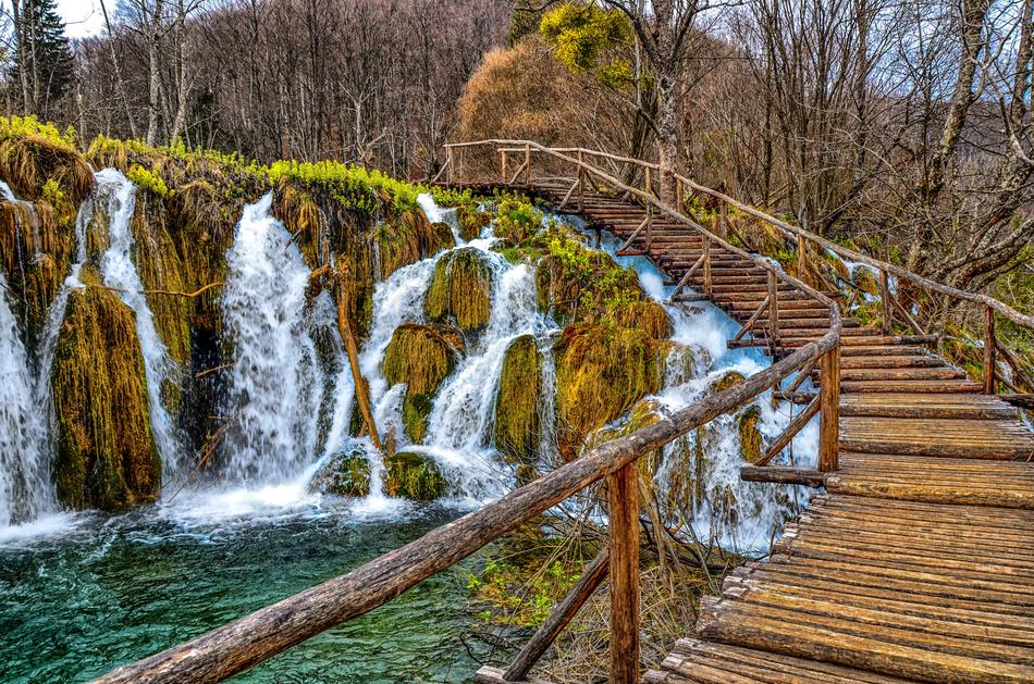 wooden bridge in the woods