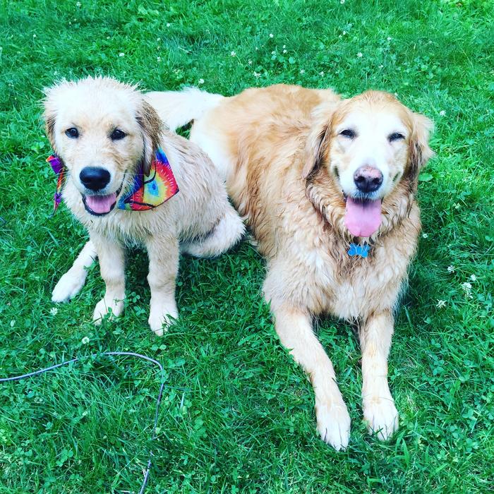 two dogs on the green grass