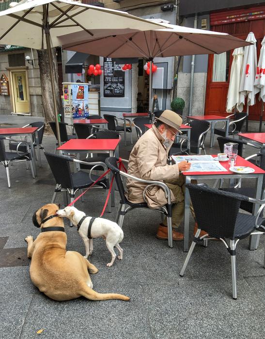 dogs walking by the cafe
