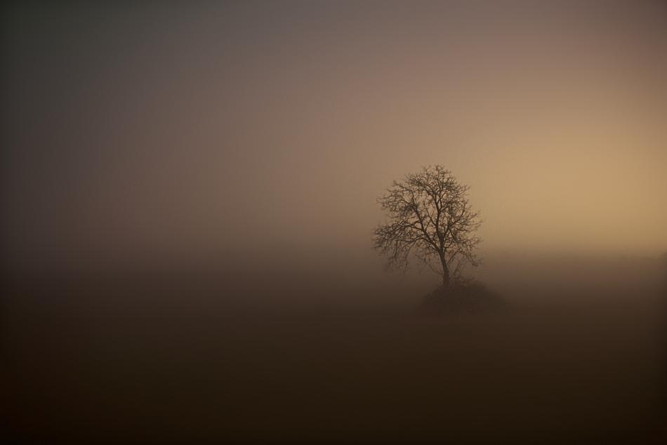 Fog Tree