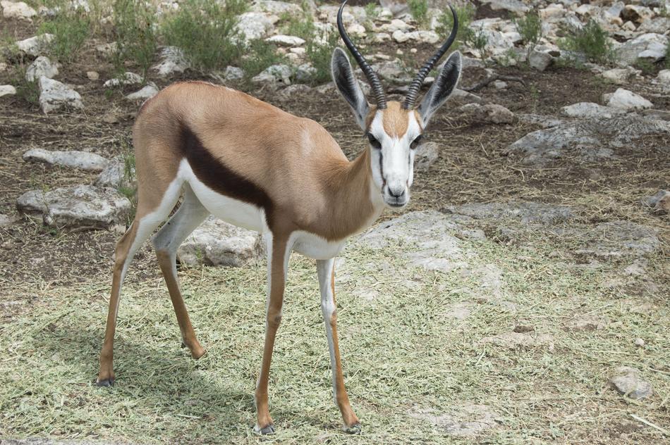 Wild Animal Zoo