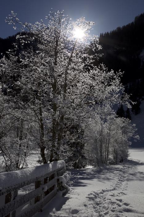 Snowy Trees Wintry Winter
