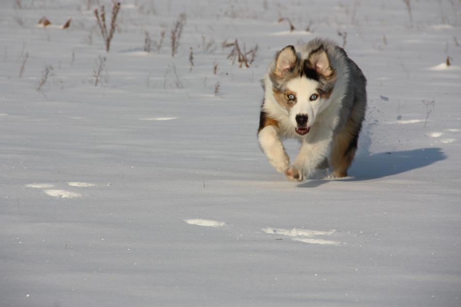 Snow Dogs
