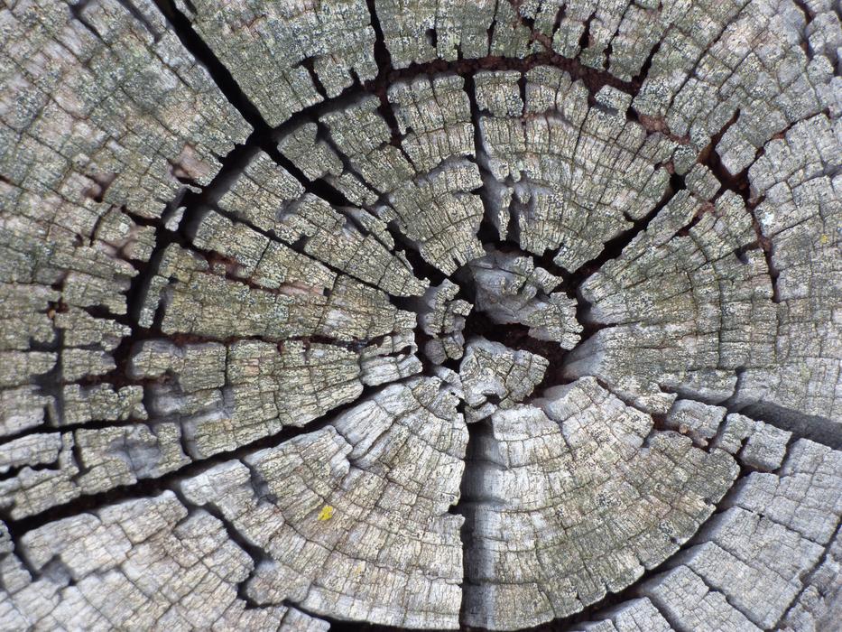 view of a split log