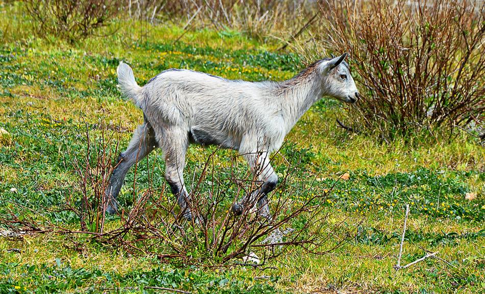 little goat in the field