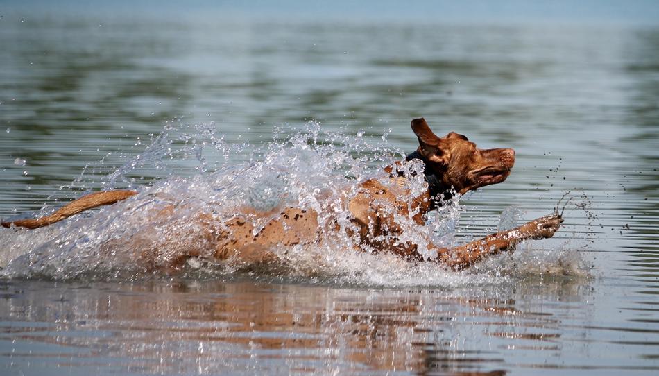 Dog Water swimm