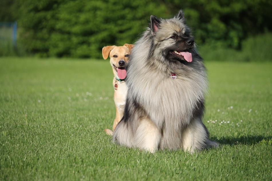 Hide Dog Play