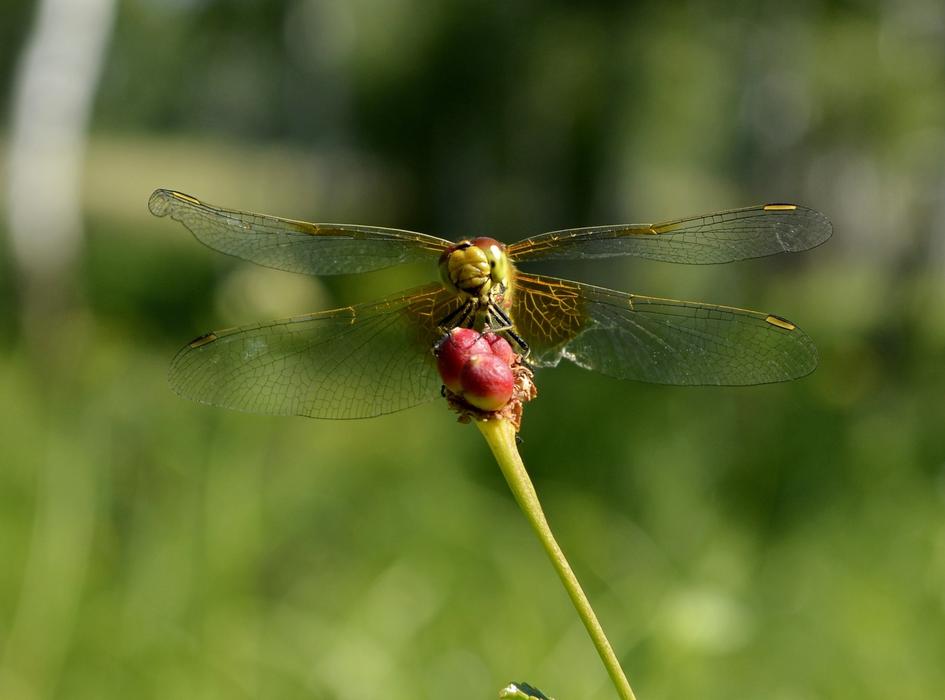 dragonfly on a green sprout