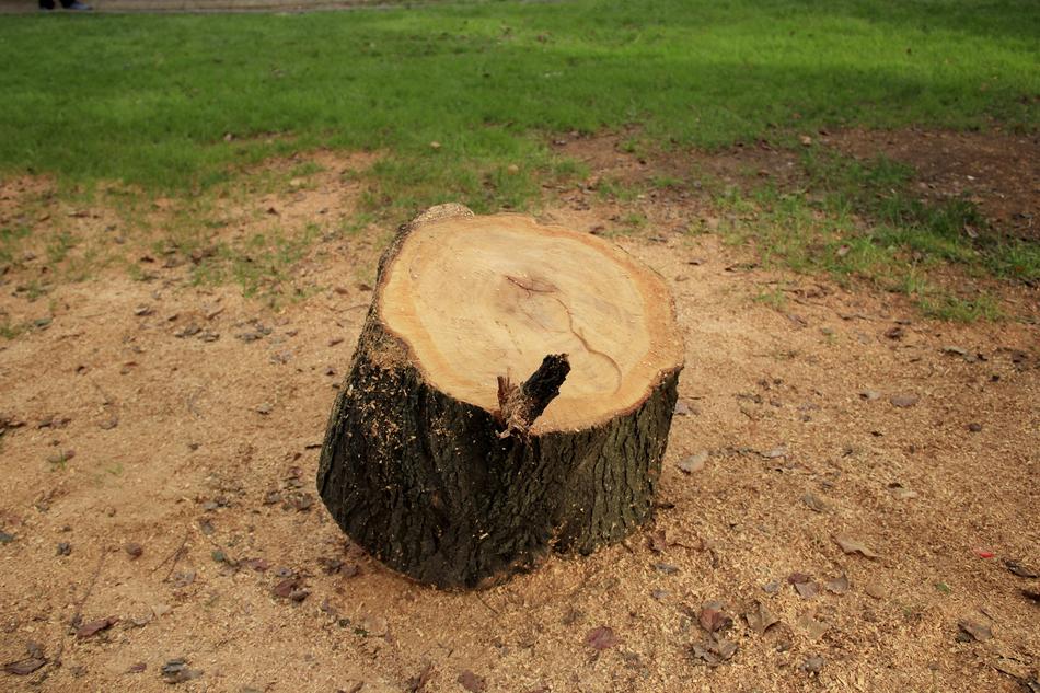 Trunk Cut Square