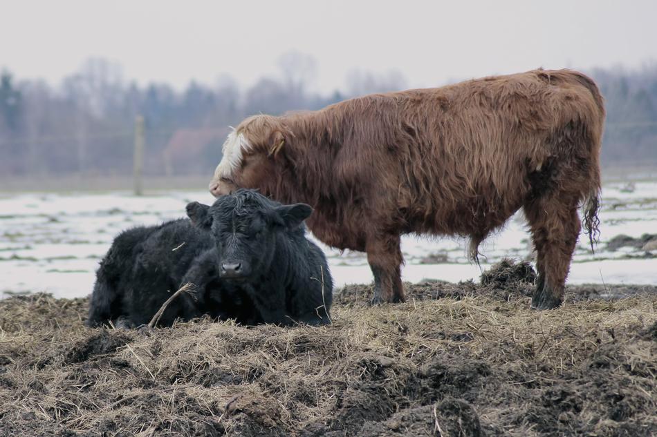 Cattle Cows Mammals