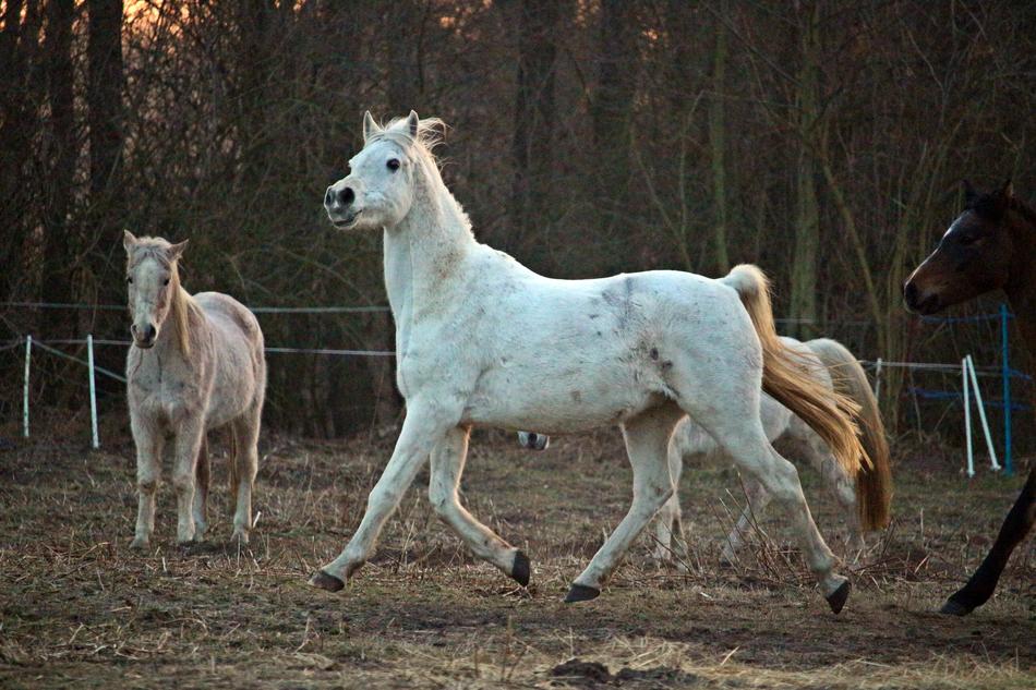 Horse Mold Evening Light