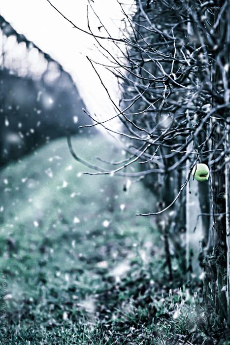Winter Apple