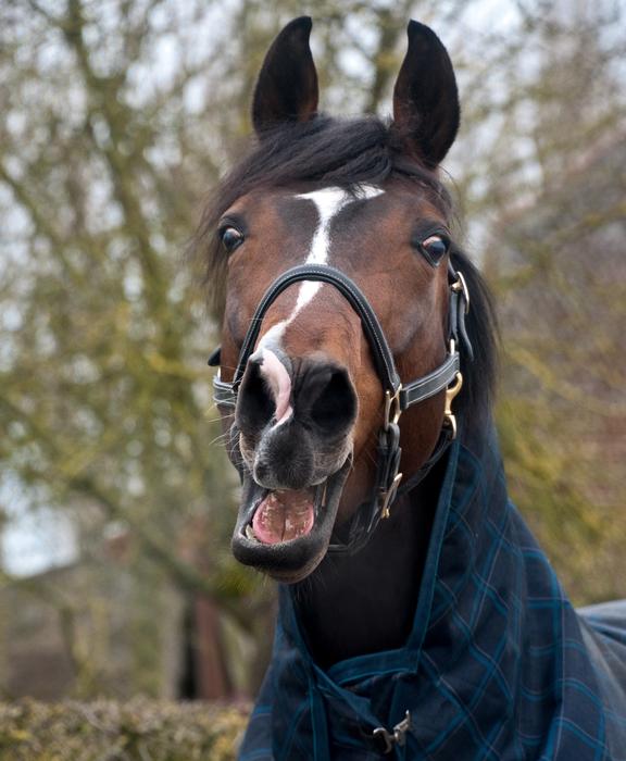 Horse Neigh Head