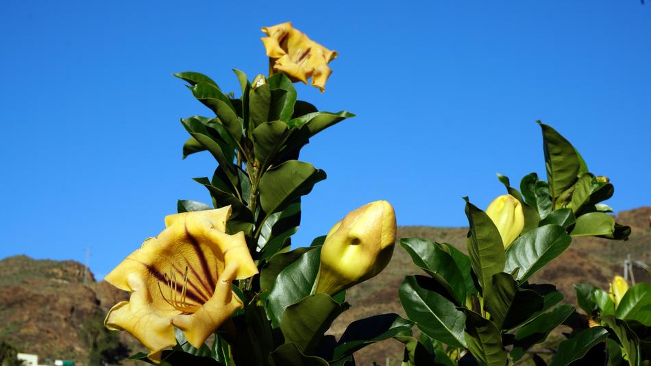 Flowers Plants Canary Islands Blue