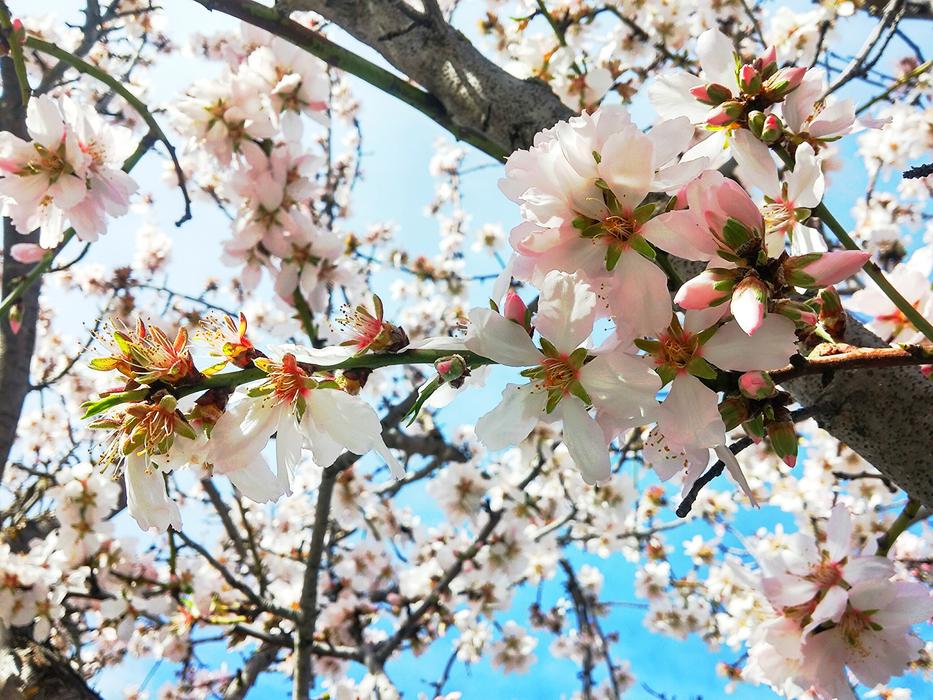 Cherry Flowers Natural