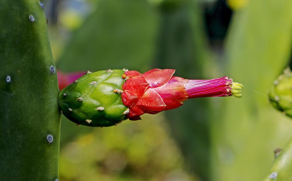 Consolea Moniliformis Cactus