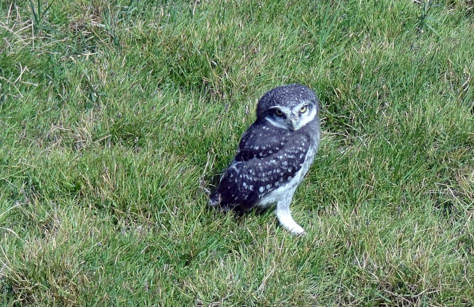 photo of spotted owlet on the grass in India