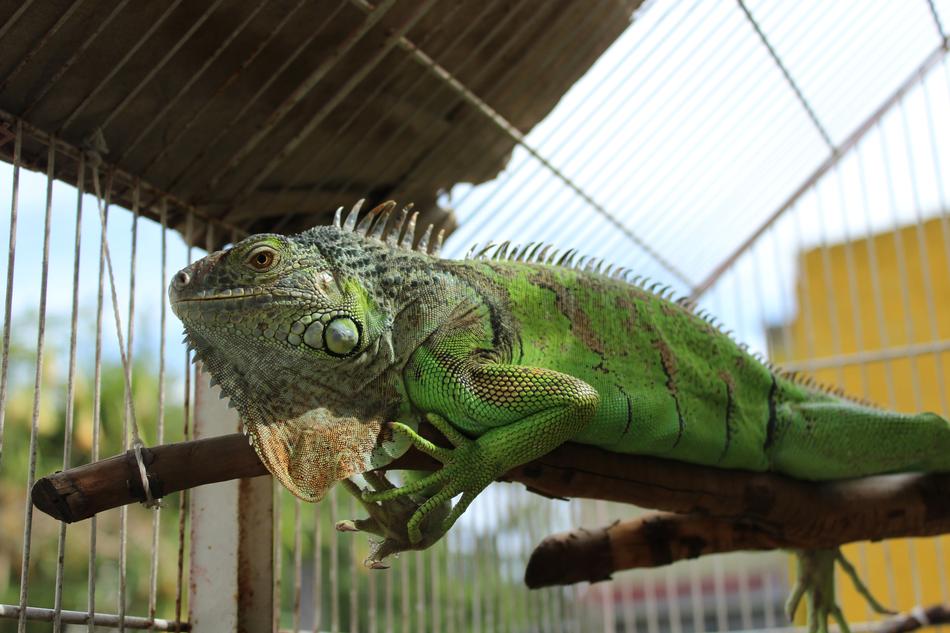 Iguana Animal Reptiles green