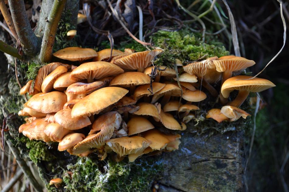 Fungus Mushroom