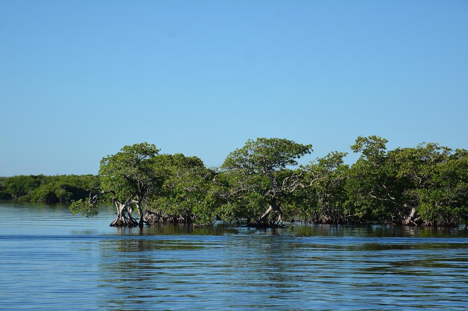 Sea Forest coast