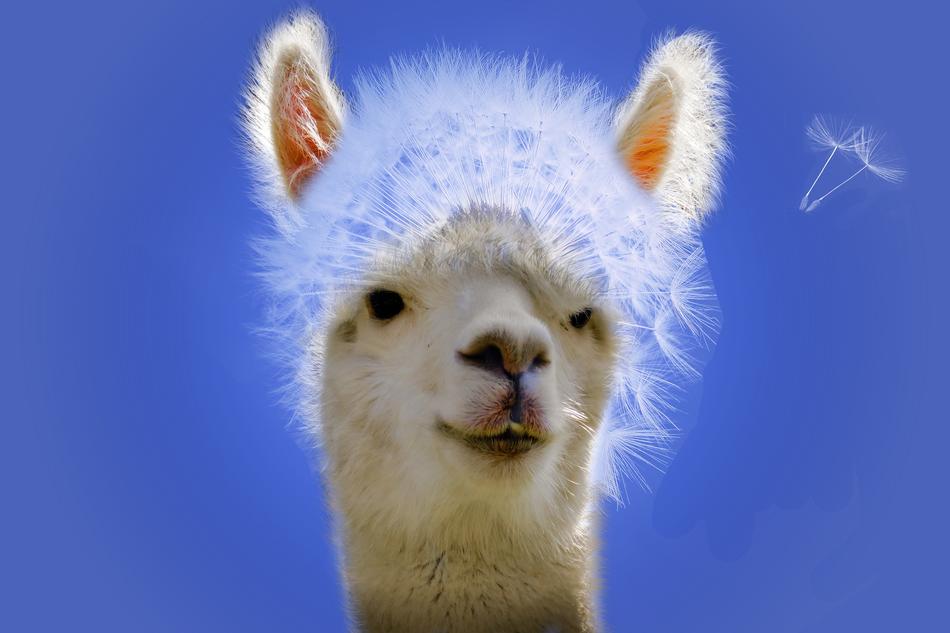 clipart of dandelion alpaca poster