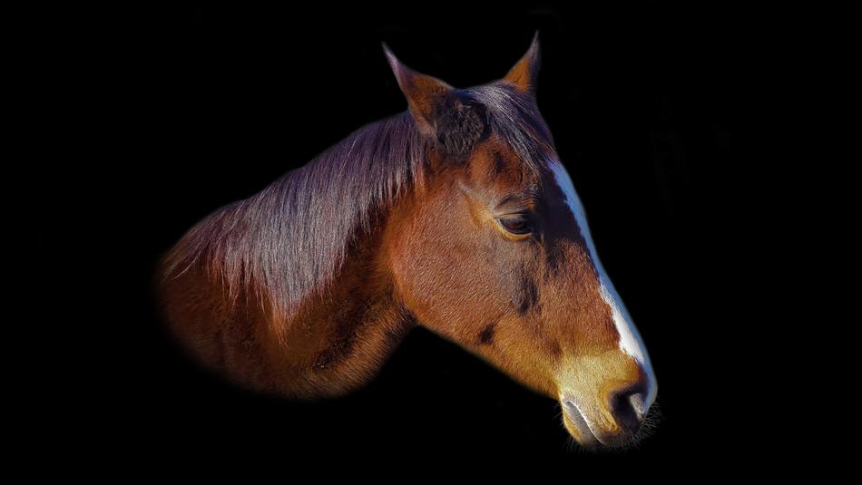 brown Horse Head at dark background