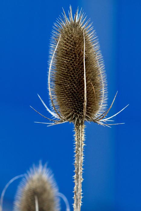 Thorn Flower Plant Nature