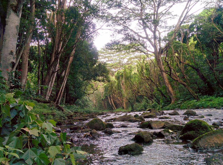 flowing river with stones in the forest
