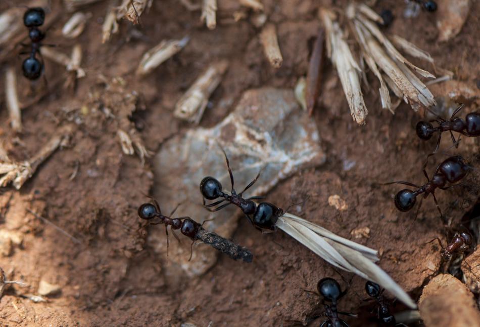 Ant Macro Transport
