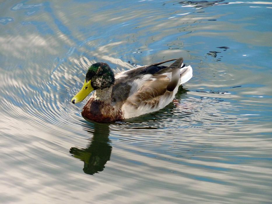 duck on the water at dusk close up