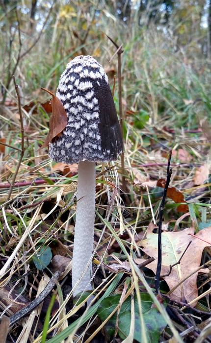 Fall Fungus Nature