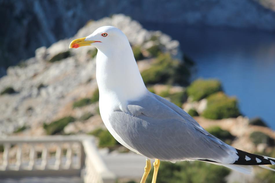 Closeup of a seagull on the beach