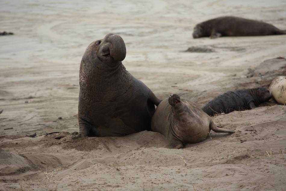 seal and its cub on the beach