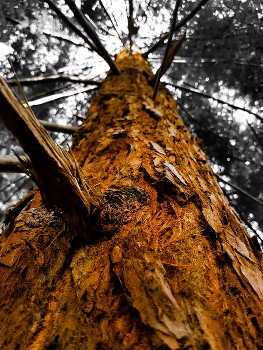 Tree Branch