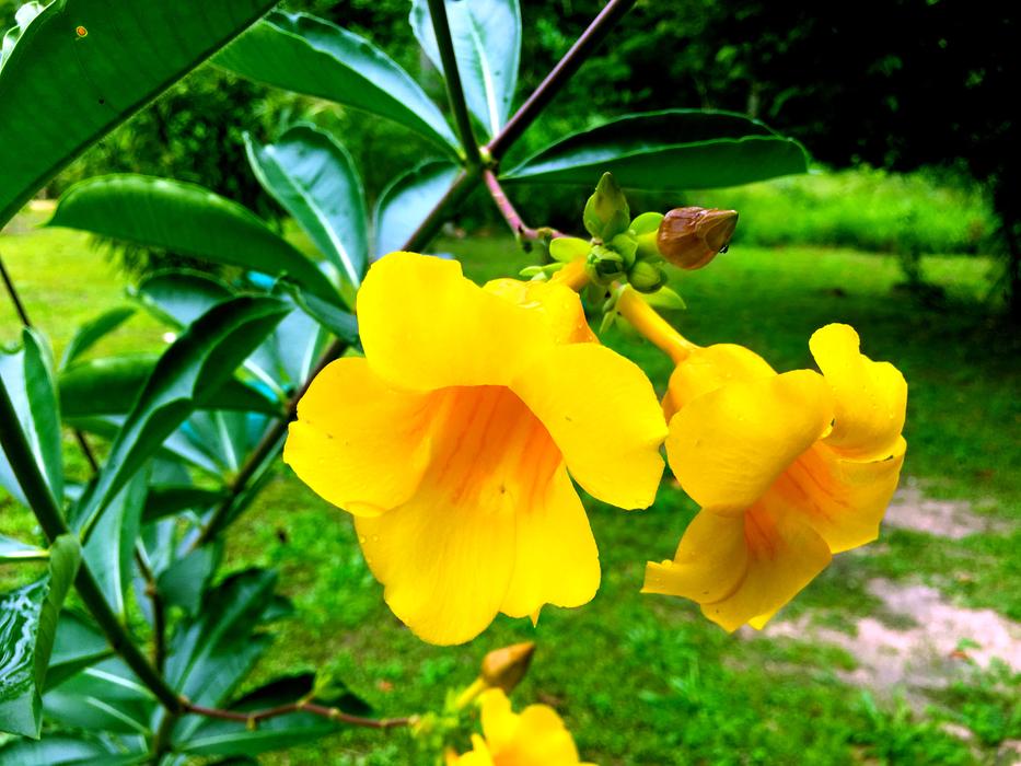 Buds of bright yellow flowers in the garden