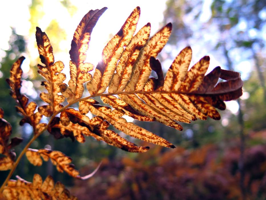 Østmarka Autumn